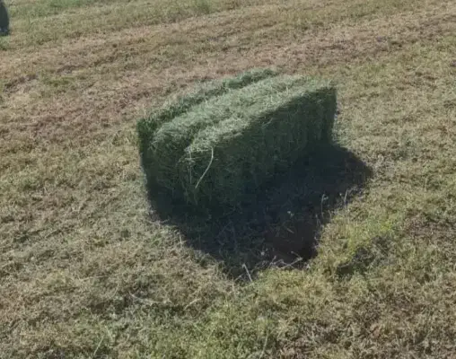 یونجه|لوازم جانبی حیوانات|خرم‌آباد, |دیوار