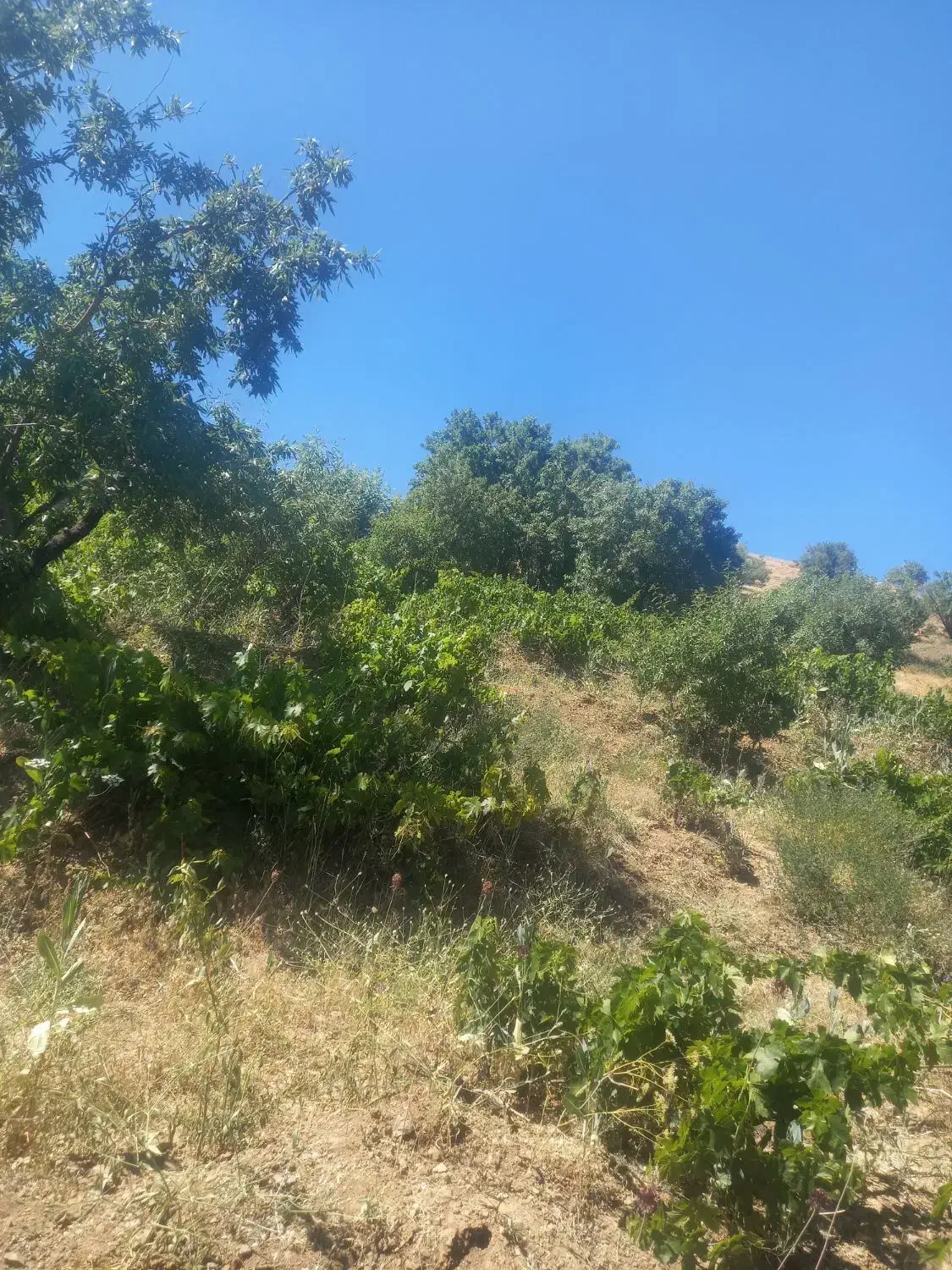 زمین کشاورزی|فروش دفتر صنعتی، کشاورزی، تجاری|بوئین و میاندشت, |دیوار