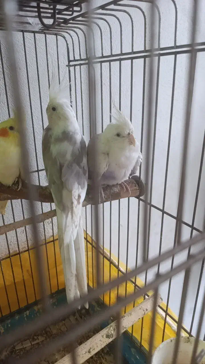 جفت طوطی عروس هلندی البینو|پرنده|لنگرود, |دیوار