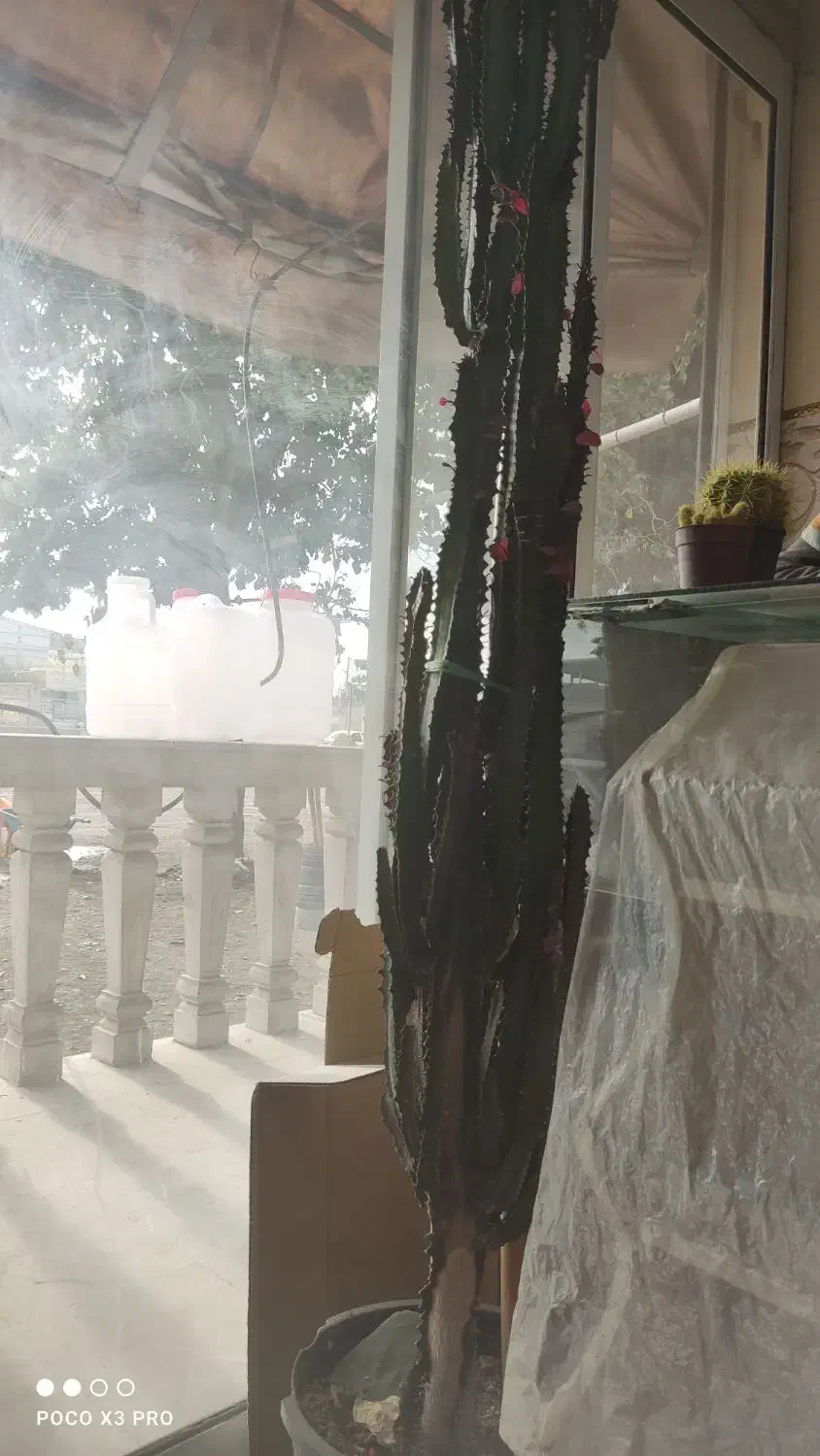 گل افوربیا|گل و گیاه طبیعی|گلمکان, |دیوار