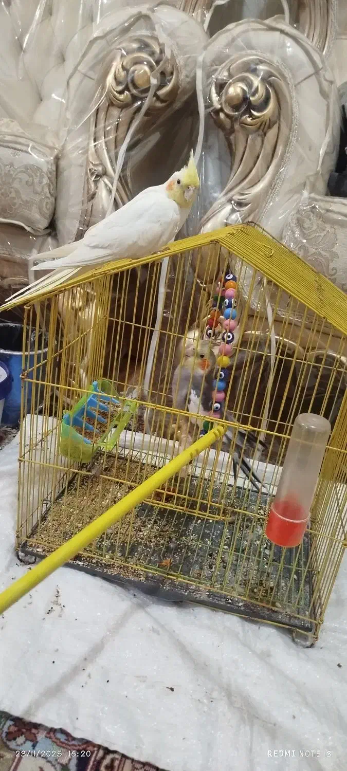 جفت عروس هلندی نروماده|پرنده|مراغه, |دیوار