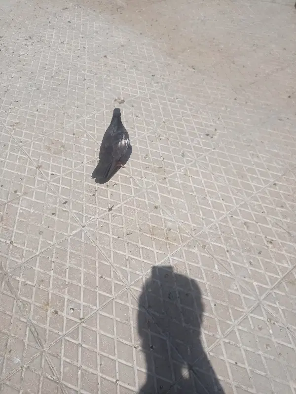 جفت سرک|پرنده|فسا, |دیوار
