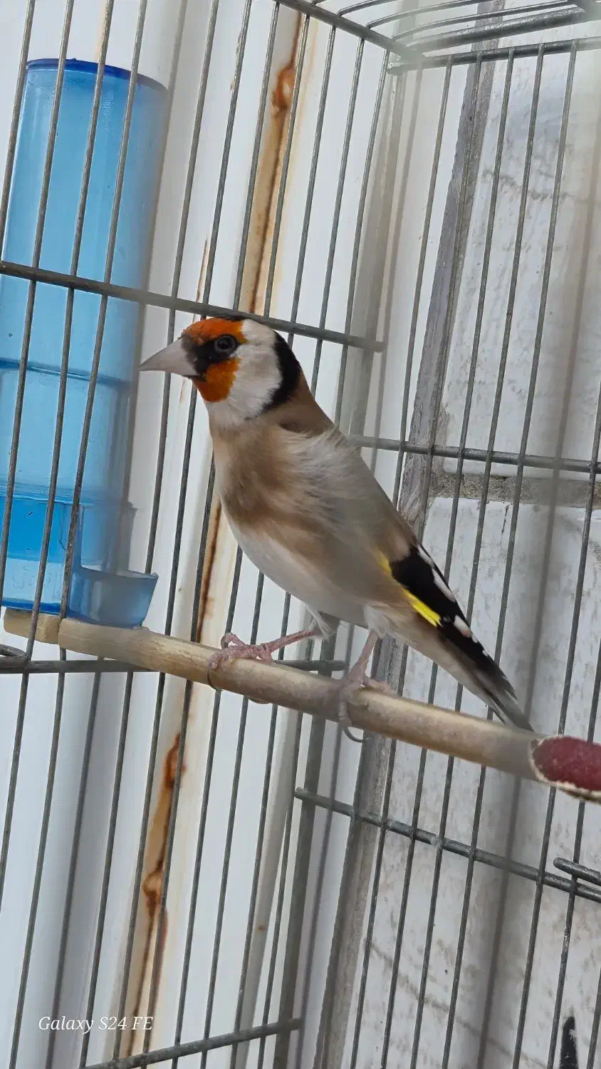 سهره|پرنده|مرودشت, ابوذر شمالی‎|دیوار