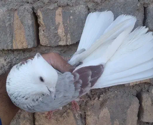 کفتر پرشی|پرنده|قم, باغ شازده|دیوار