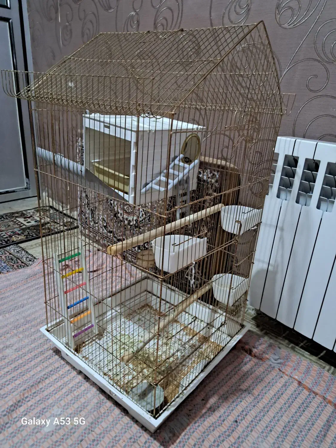 طوطی برزیلی|پرنده|قرچک, زیبا شهر|دیوار