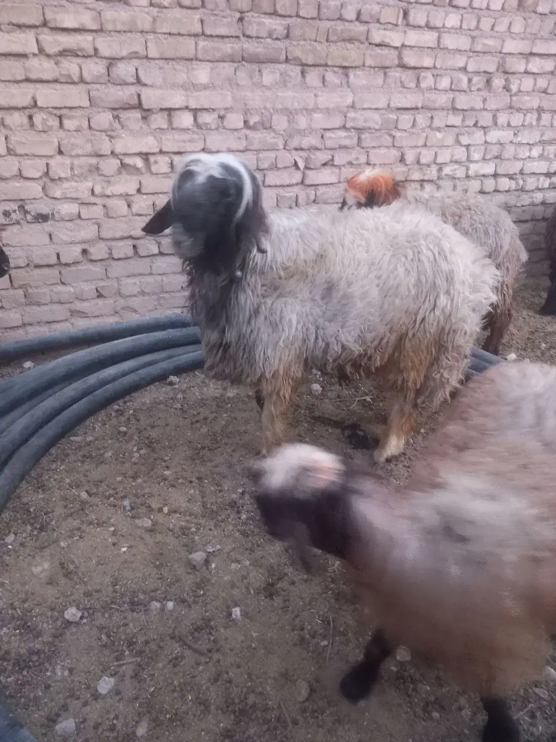 قوچ جوان|حیوانات مزرعه|لردگان, |دیوار