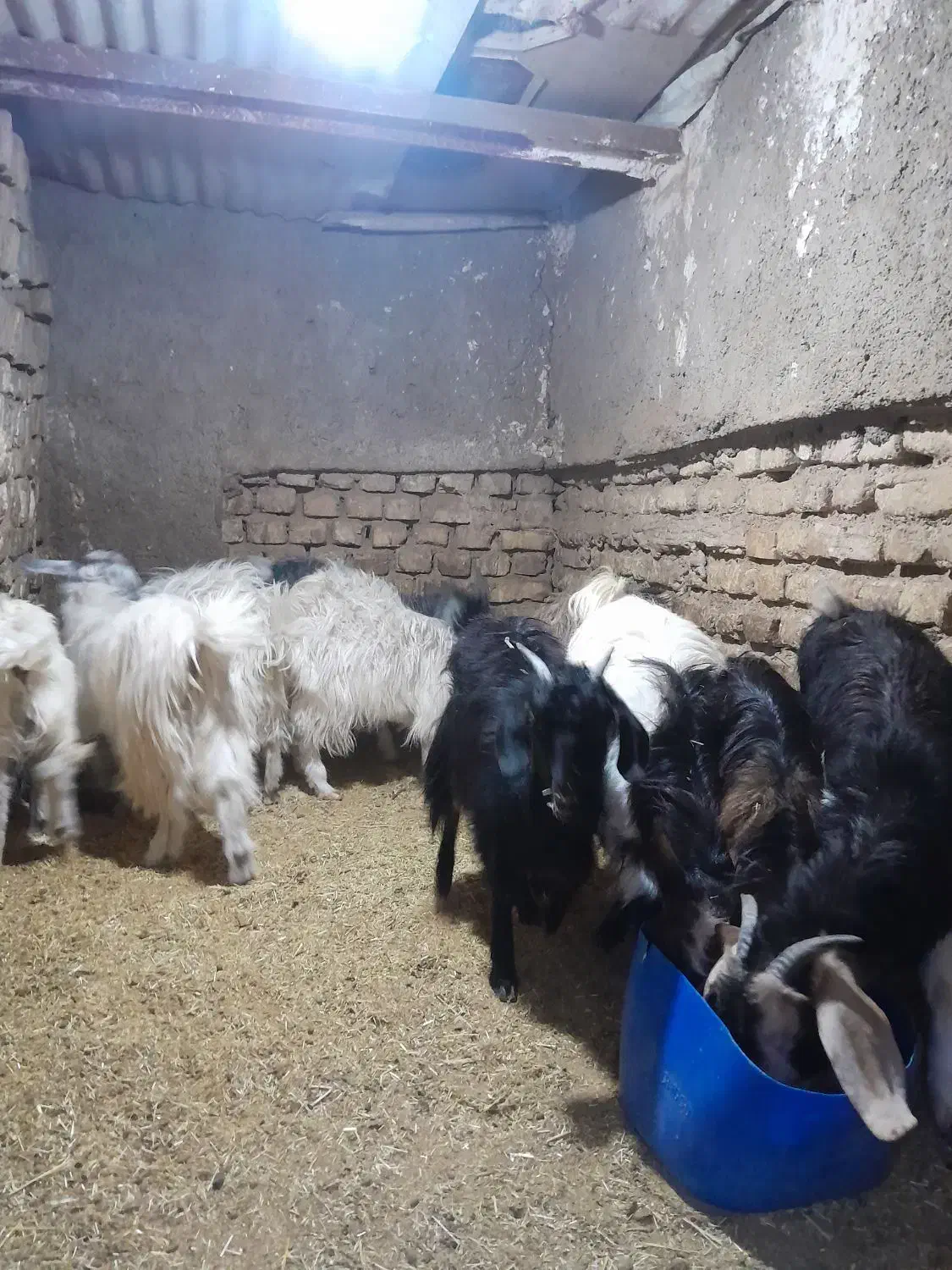 بزغاله|حیوانات مزرعه|سمنان, |دیوار