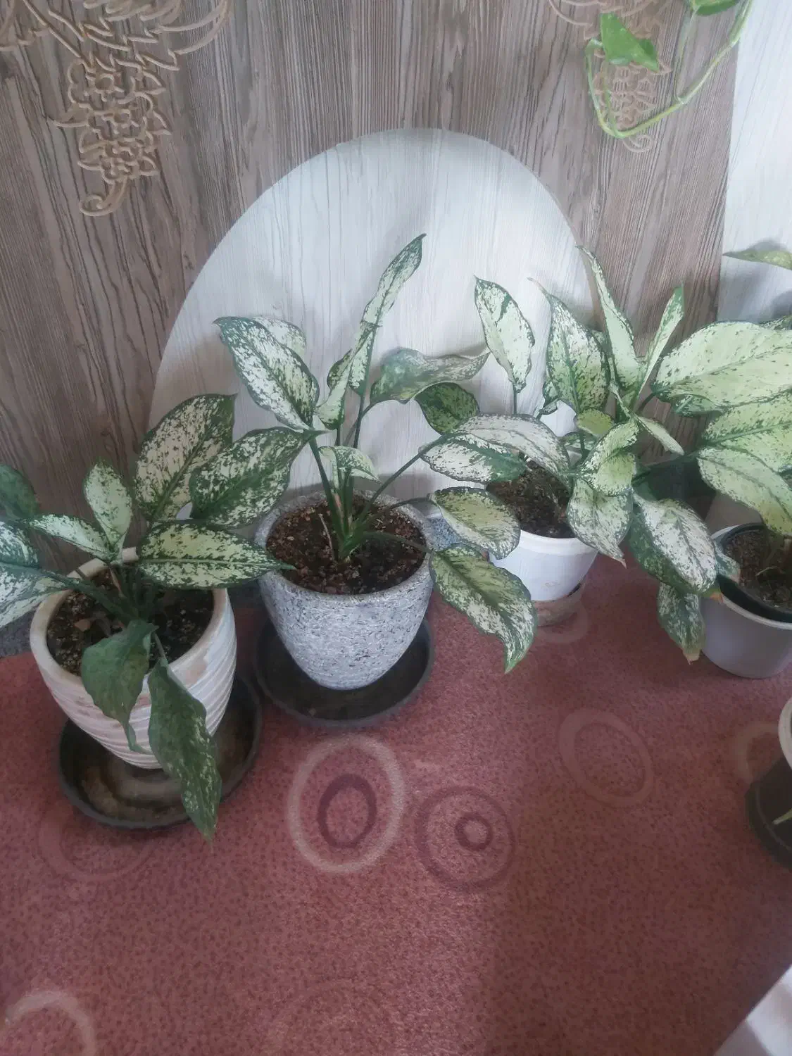 گل سانسوریا  مرجان  برگ بیدی  صخره ایی|گل و گیاه طبیعی|مرند, |دیوار