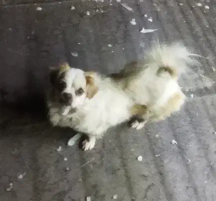 معاوضه سگ با چیزی که به کارم بیاد|سگ|سمنان, |دیوار