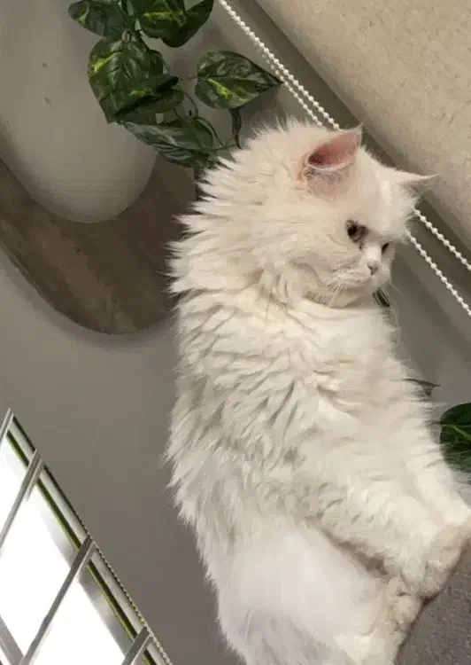 شیرین ترین گربه ی دنیا|گربه|قم, شاه ابراهیم|دیوار