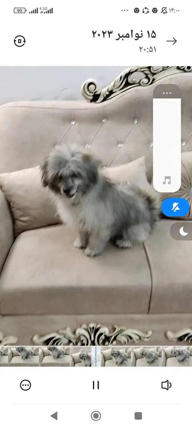 سگ فانتزی گمشده|حیوانات|شیراز, شهرک گلستان|دیوار