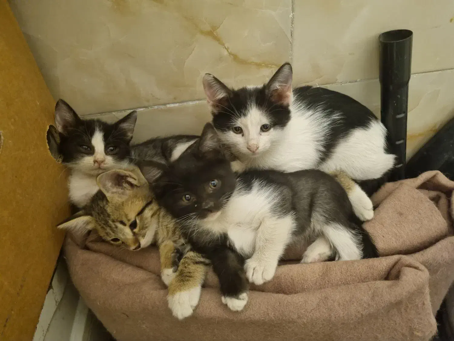 واگذاری گربه|گربه|اندیشه, اندیشه فاز ۴|دیوار