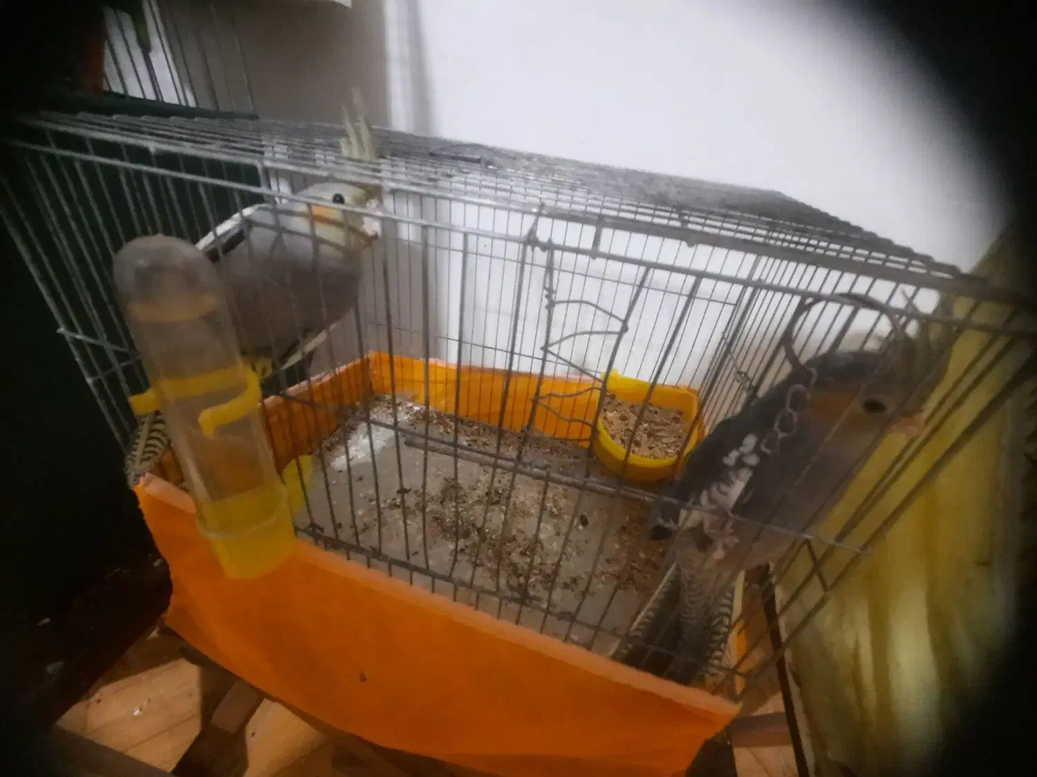 عروس هلندی طوسی رنگ|پرنده|پاکدشت, پاکدشت (مامازند)|دیوار