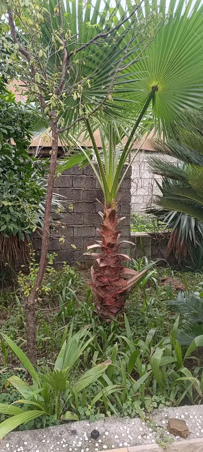 گیاه های زینتی مناسب باغچه و فضای سبز|گل و گیاه طبیعی|کیاشهر, |دیوار