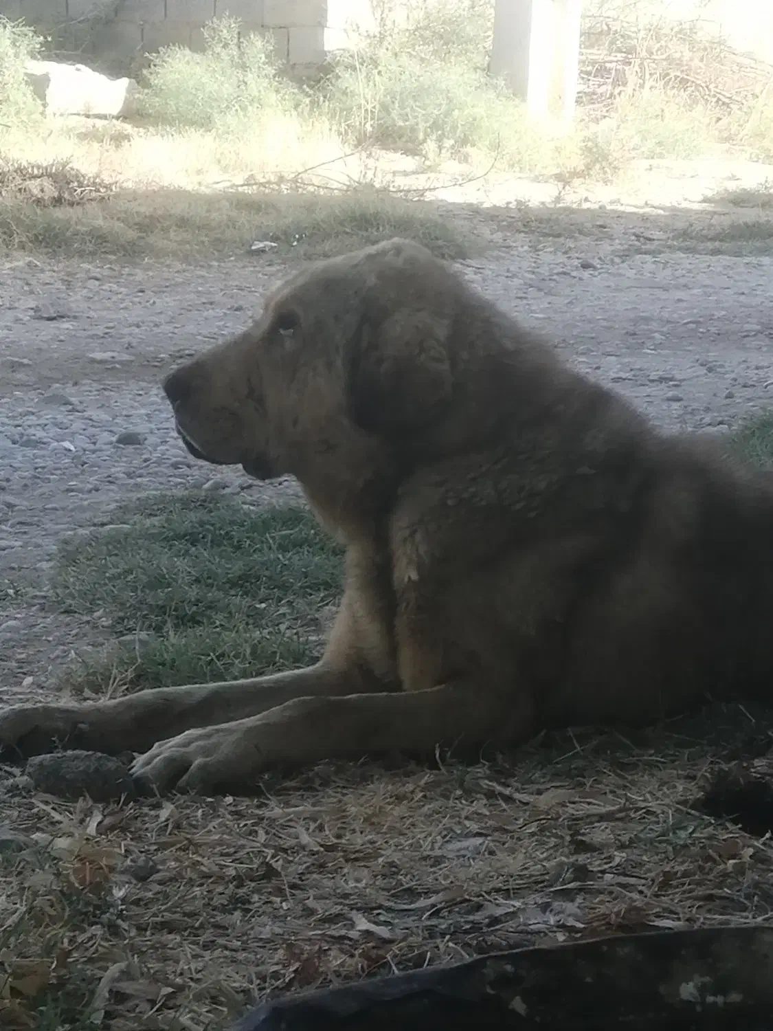 سگ پژدر نر|سگ|شاهین دژ, |دیوار