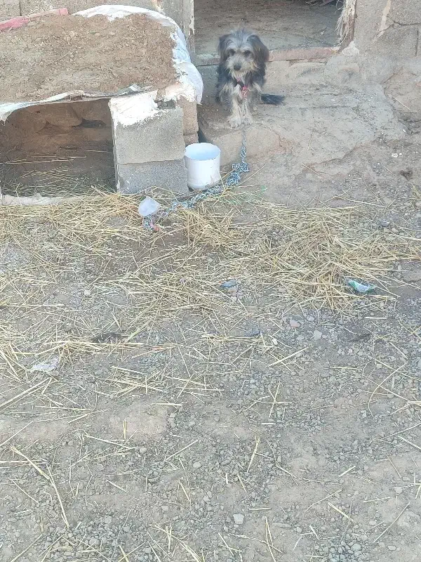 واگزاری سگ ماده پاکوتاه|سگ|بجنورد, |دیوار