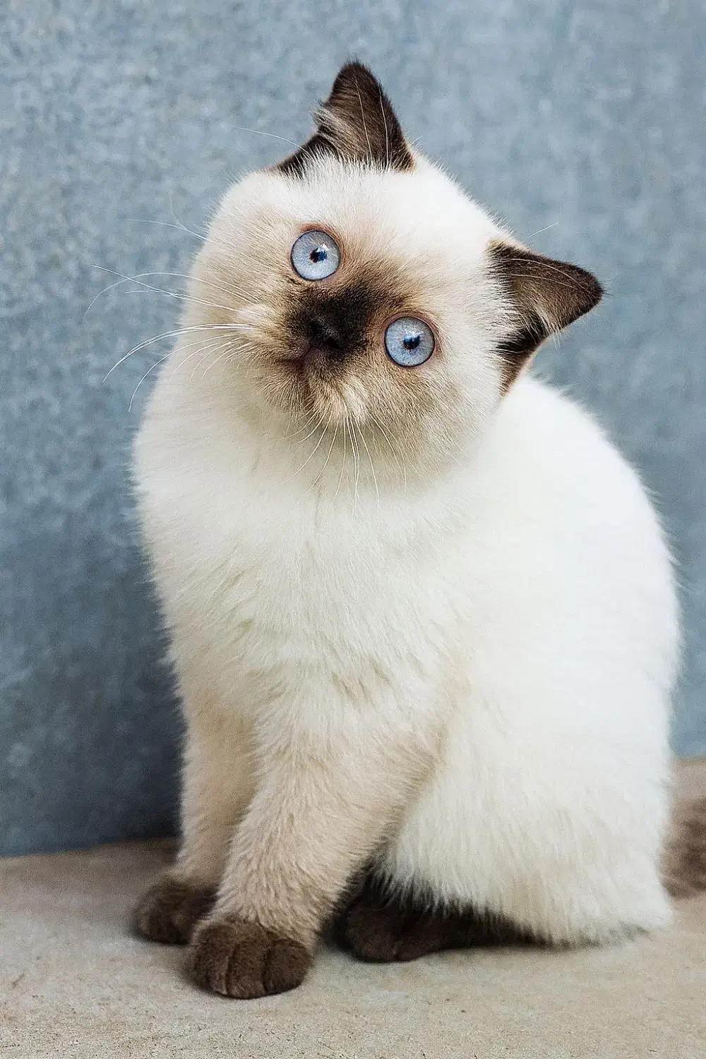 گربه|گربه|خرم‌آباد, |دیوار