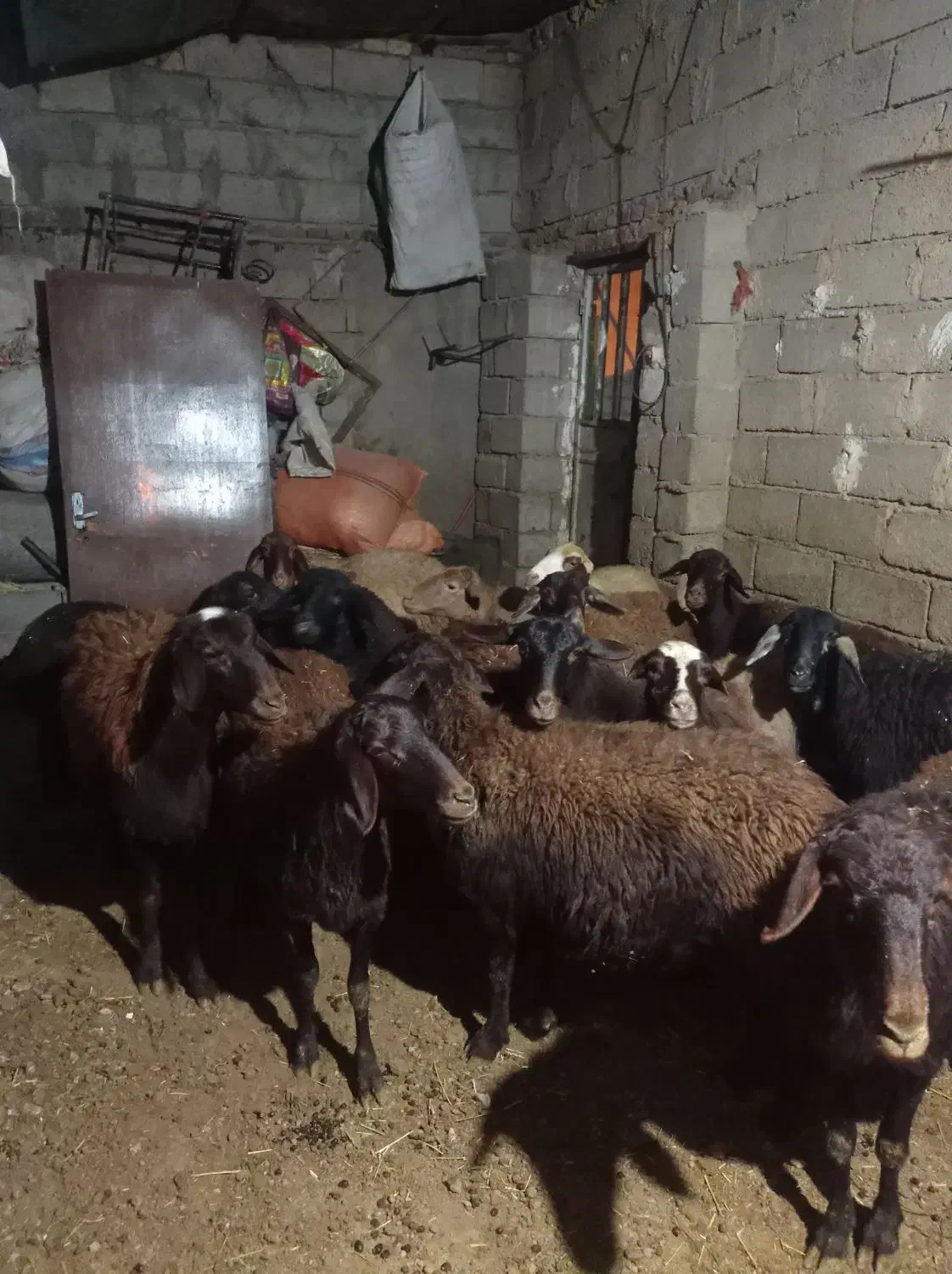 گوسفند افشاری|حیوانات مزرعه|صحنه, |دیوار