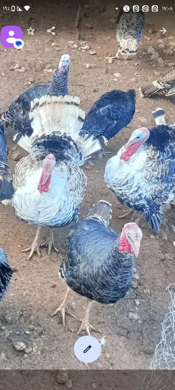 بوقلمون|حیوانات مزرعه|الشتر, |دیوار