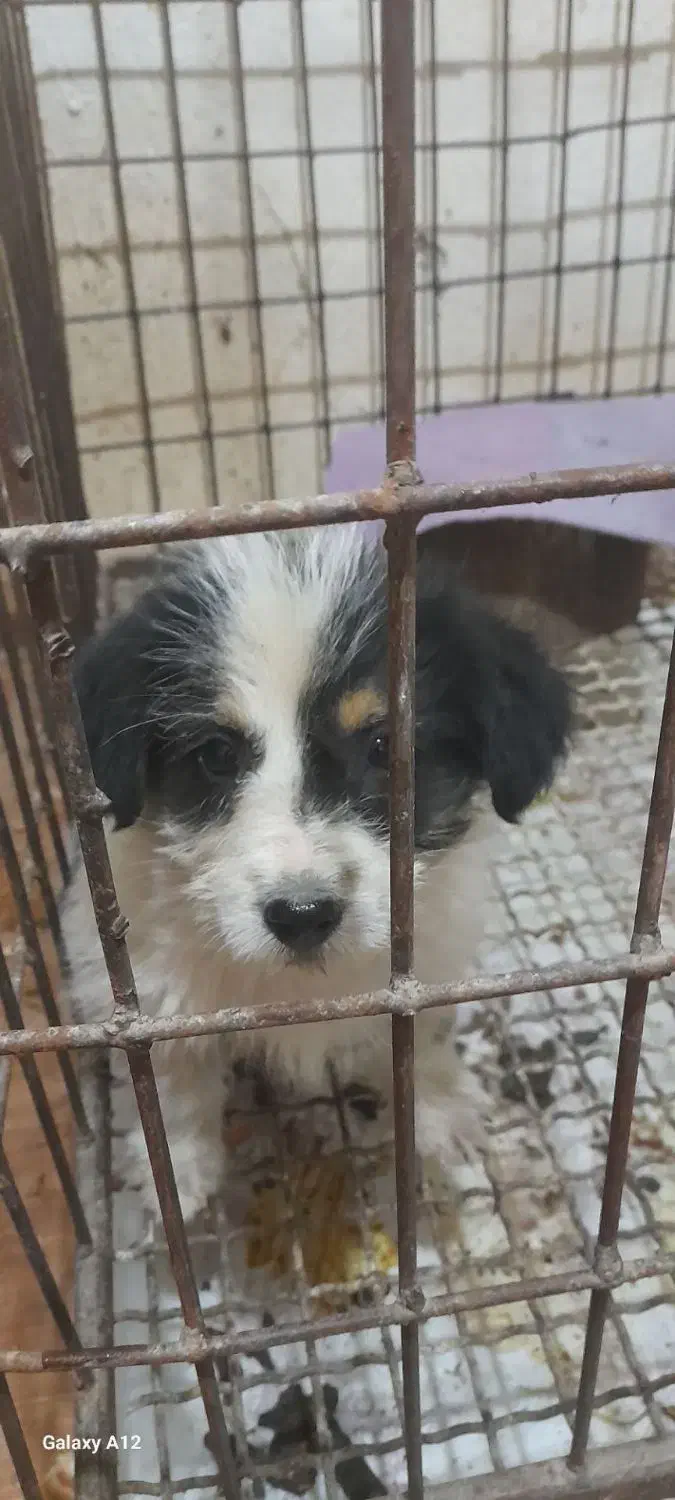 اپو کوچولو|سگ|اردبیل, |دیوار