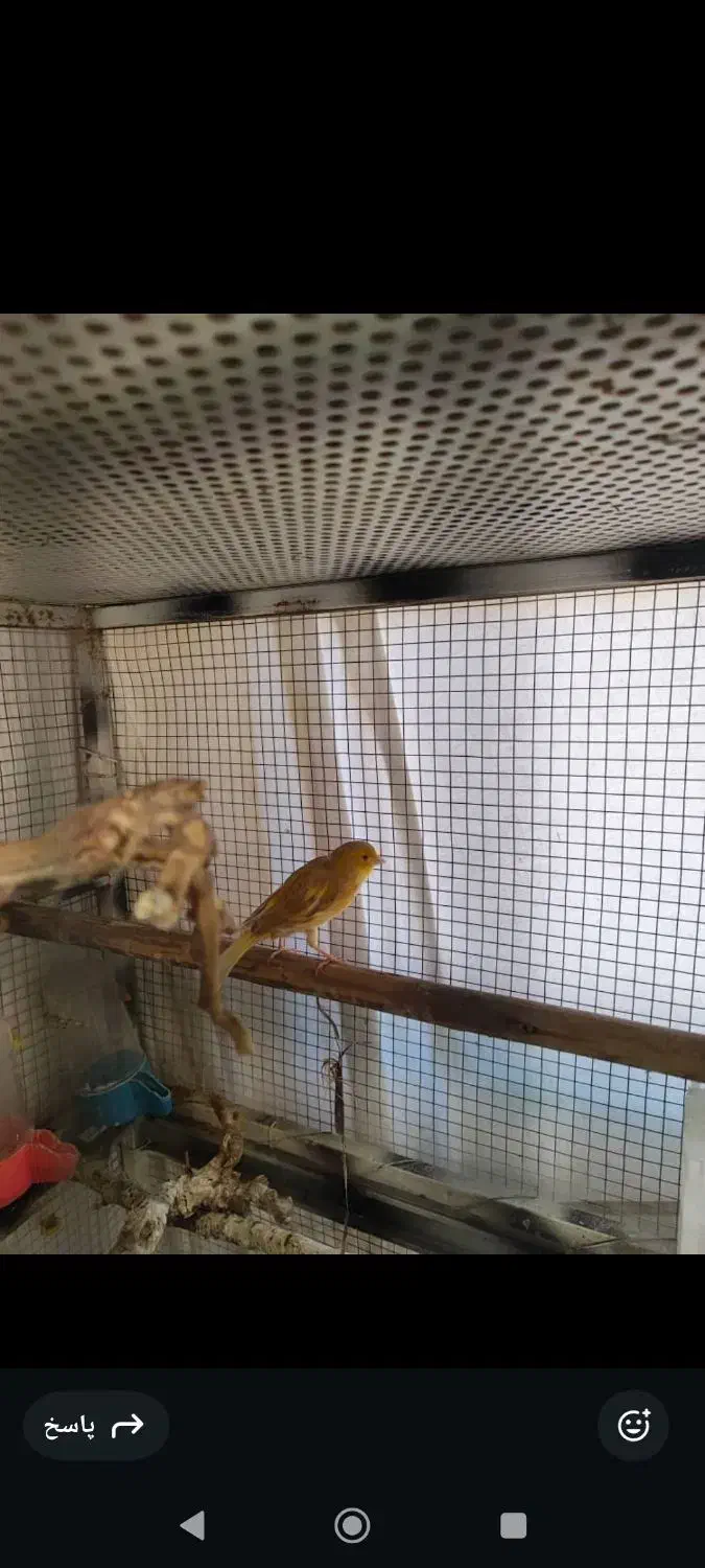 قناری ماده|پرنده|صدرا-فارس, فاز ۱|دیوار