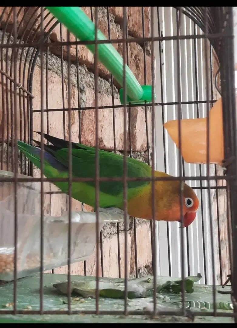 طوطی برزیلی فول اهلی نر|پرنده|ارومیه, |دیوار