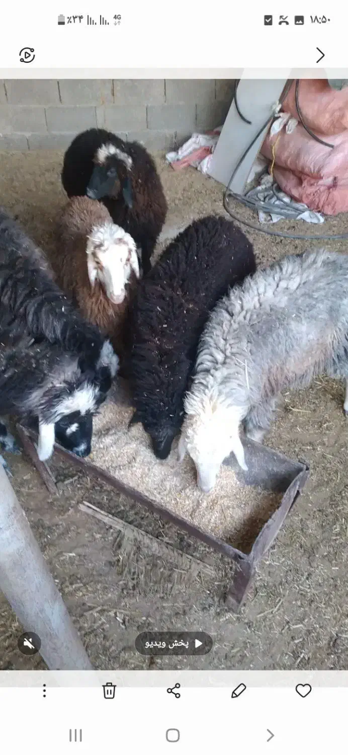 رامشیر|حیوانات مزرعه|رامشیر, |دیوار