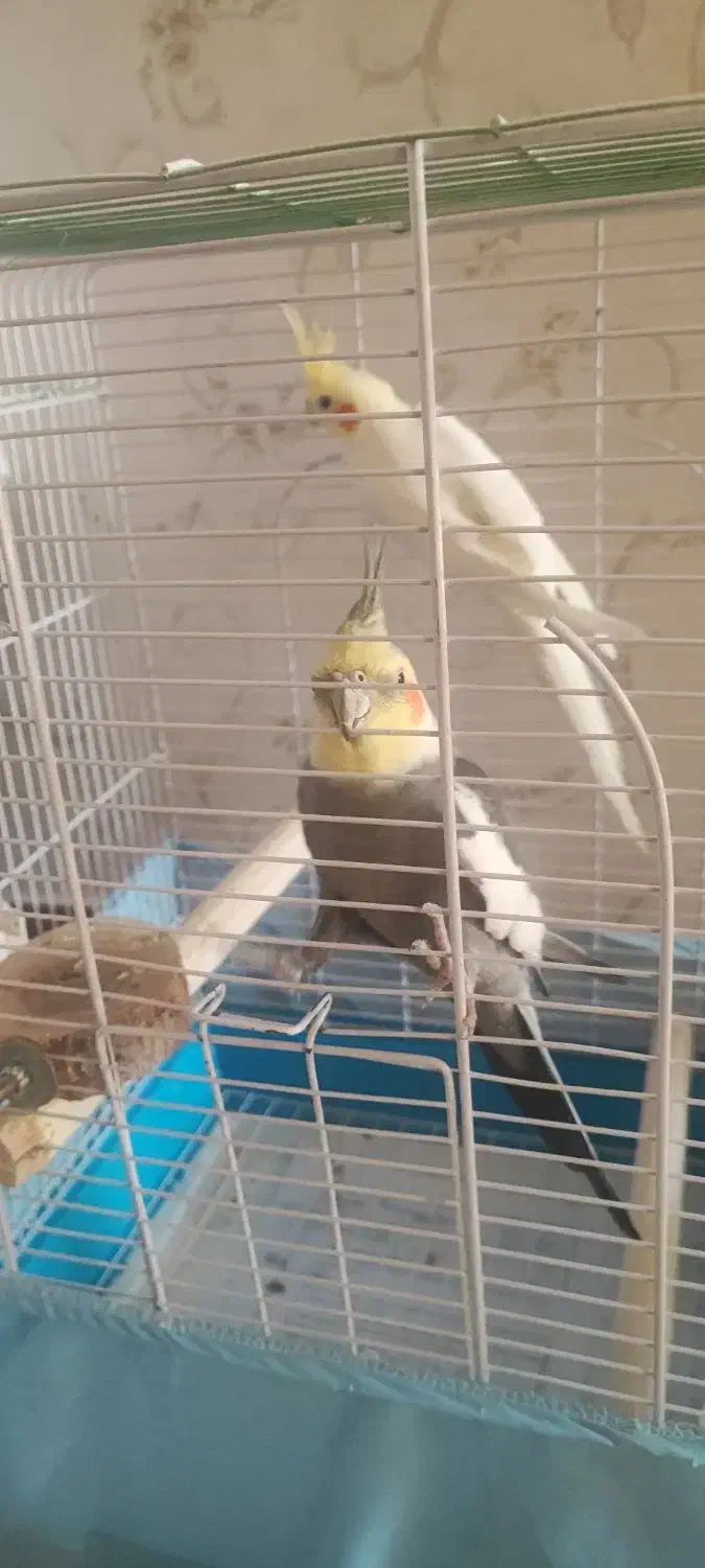 عروس هلندی|پرنده|تهران, شهرآرا|دیوار