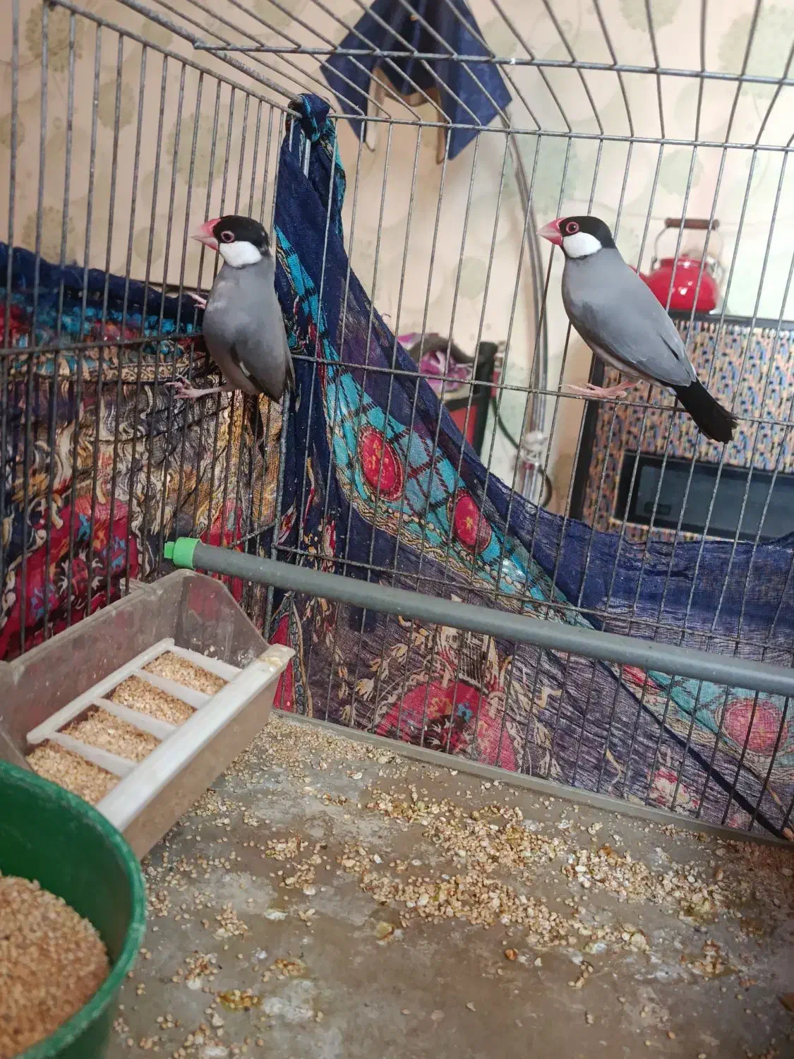 تعدادی پرنده...|پرنده|شیراز, وصال|دیوار