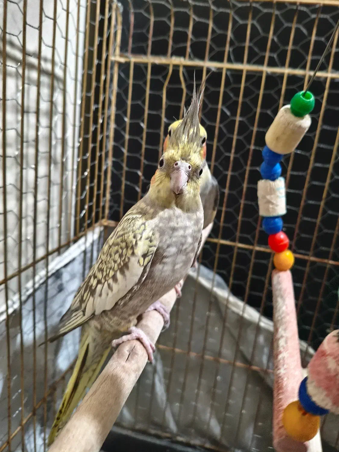 عروس هلندی جفت|پرنده|مشکین‌دشت, |دیوار