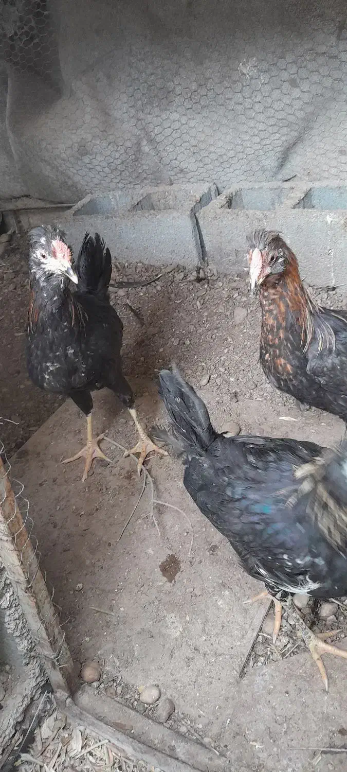 جوجه خروس محلی|حیوانات مزرعه|شیراز, دشت چنار|دیوار