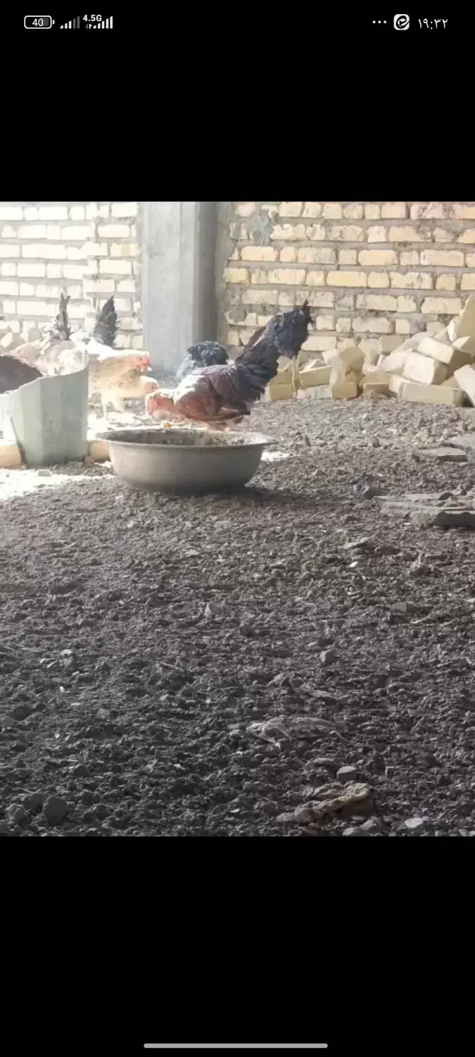 17عدد مرغ و سه عدد خروس همگی جوان|حیوانات مزرعه|ورزنه, |دیوار