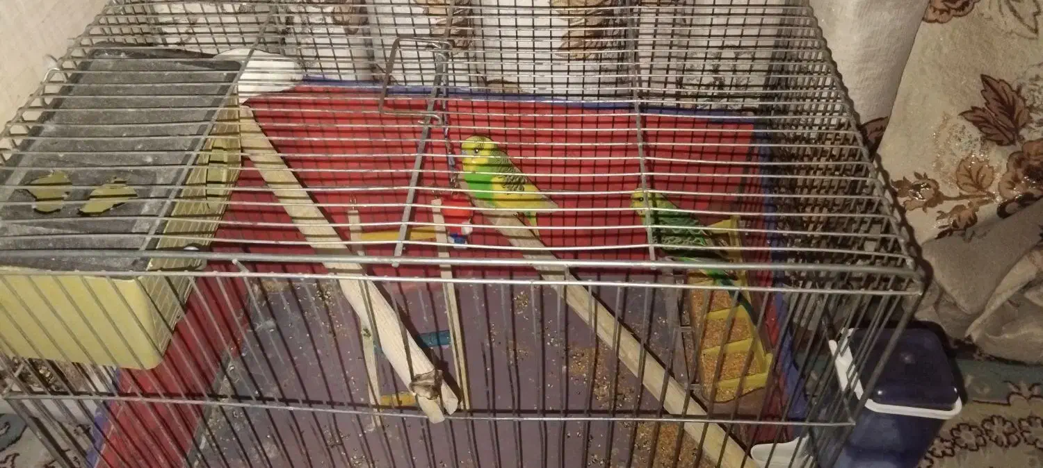 3عدد مرغ عشق با قفس|پرنده|قرچک, مهدیه|دیوار