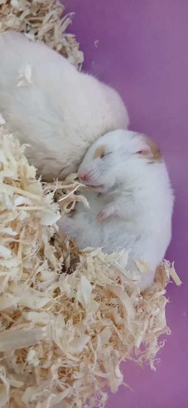 همستر|موش و خرگوش|باغستان, |دیوار