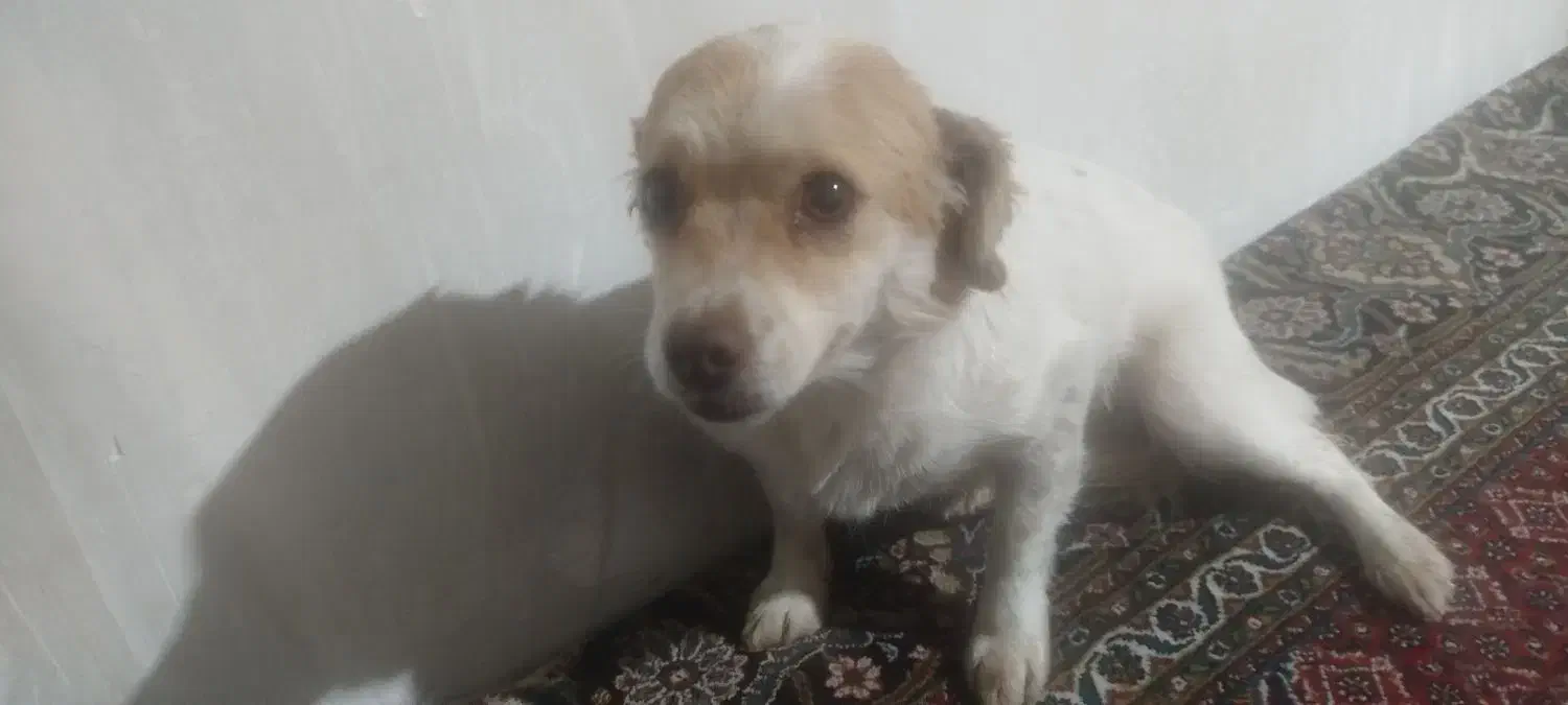 این سگ ماده هست دوسالشه سالم سالم هست|سگ|مهاباد (آذربایجان غربی), |دیوار