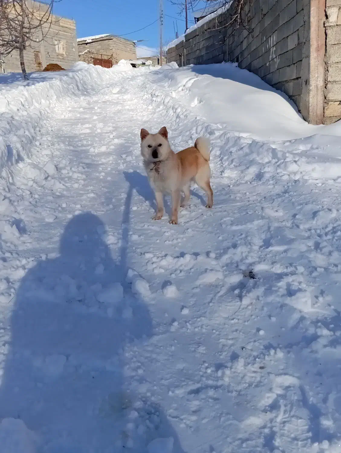 حیوانات|سگ|ترکمانچای, |دیوار
