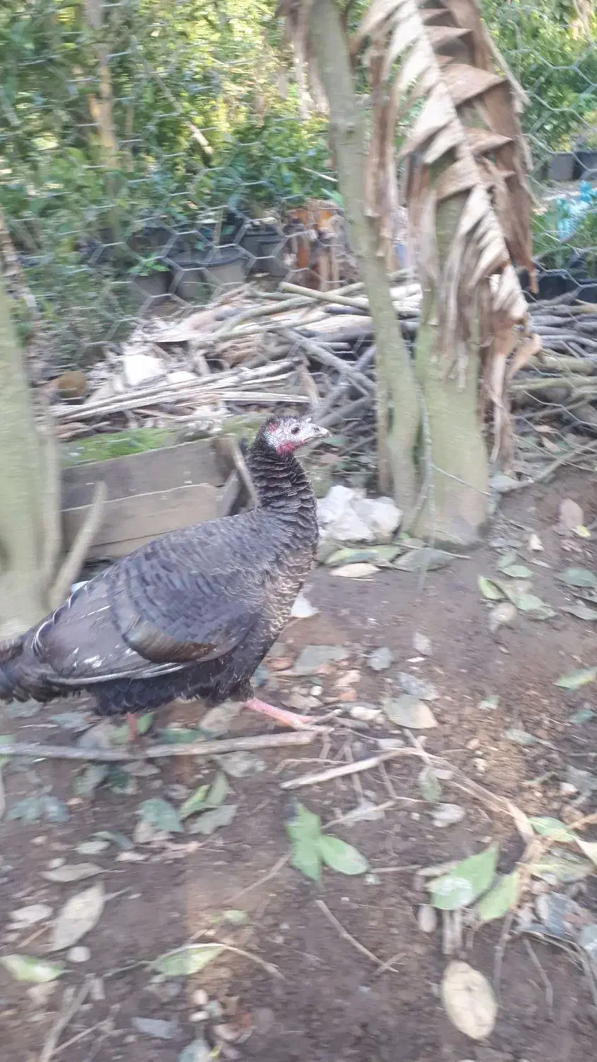 بوقلمون ماده محلی و خروس برهما|حیوانات مزرعه|کلاچای, |دیوار