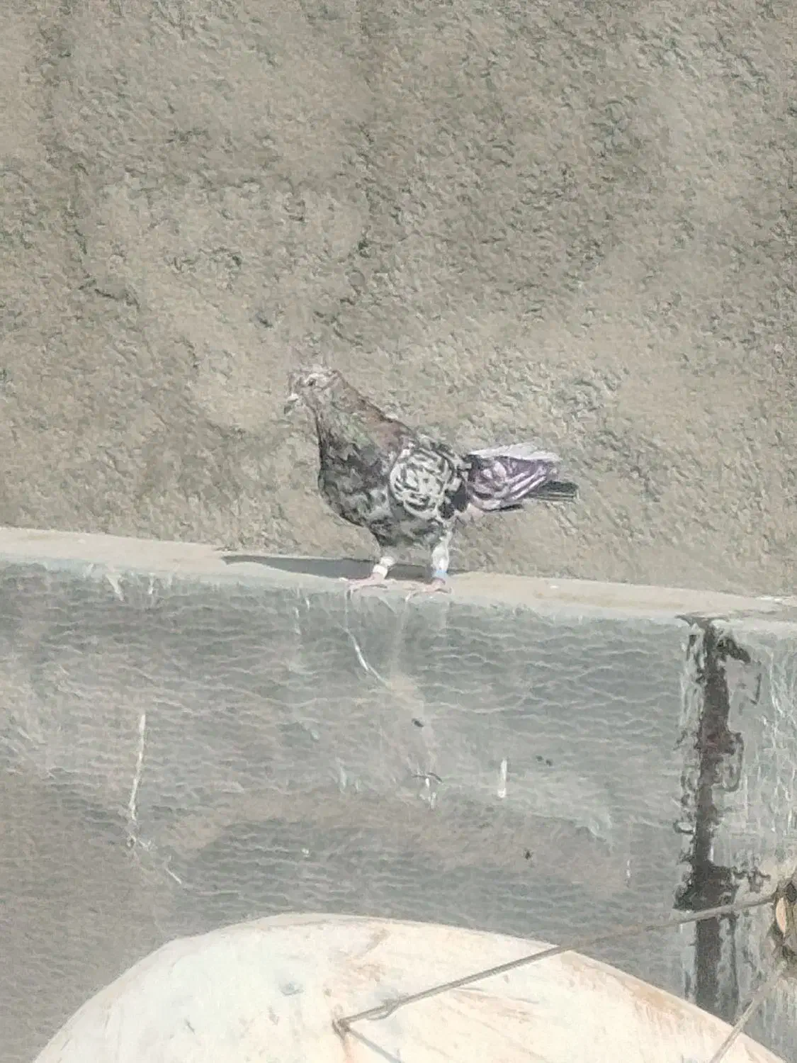 کفتر گمشده|حیوانات|فردوسیه, |دیوار