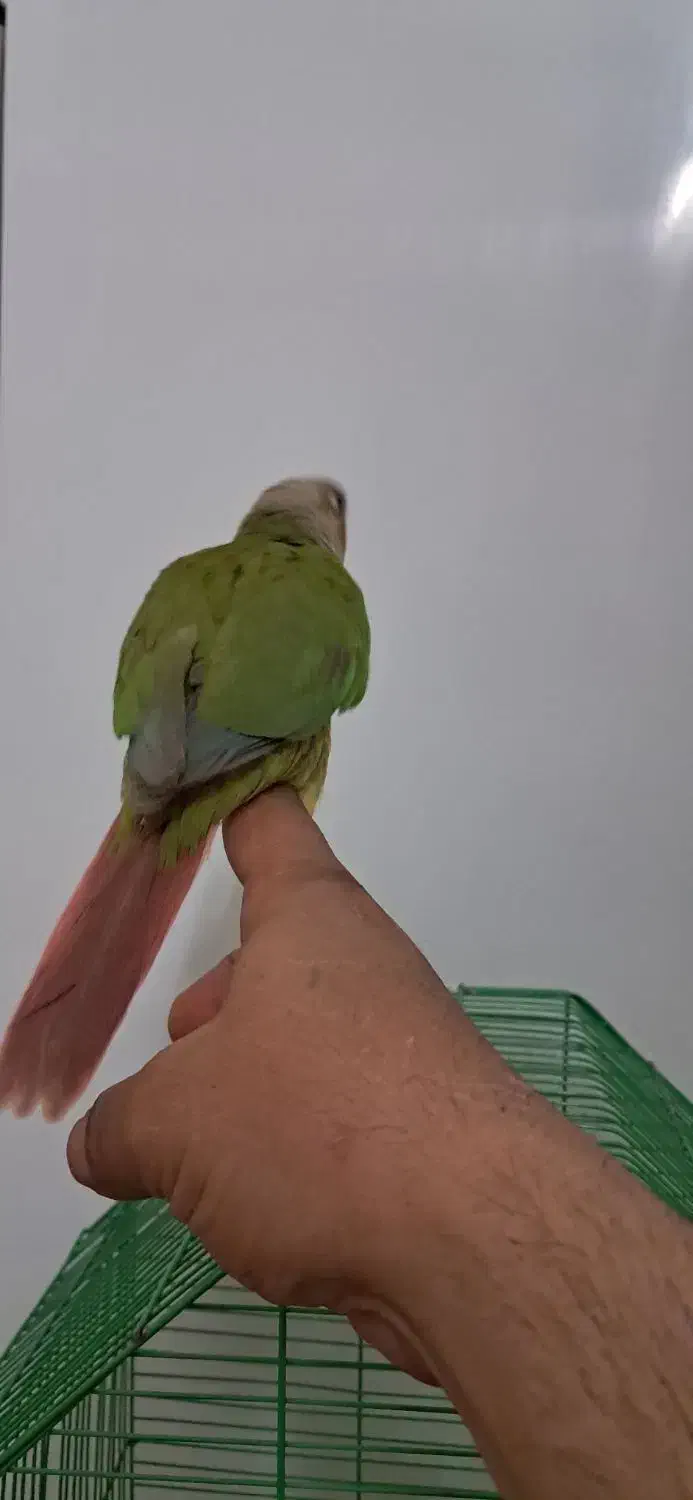 گرینچینک‌۵۰روزه|پرنده|محمدشهر, محمدشهر|دیوار