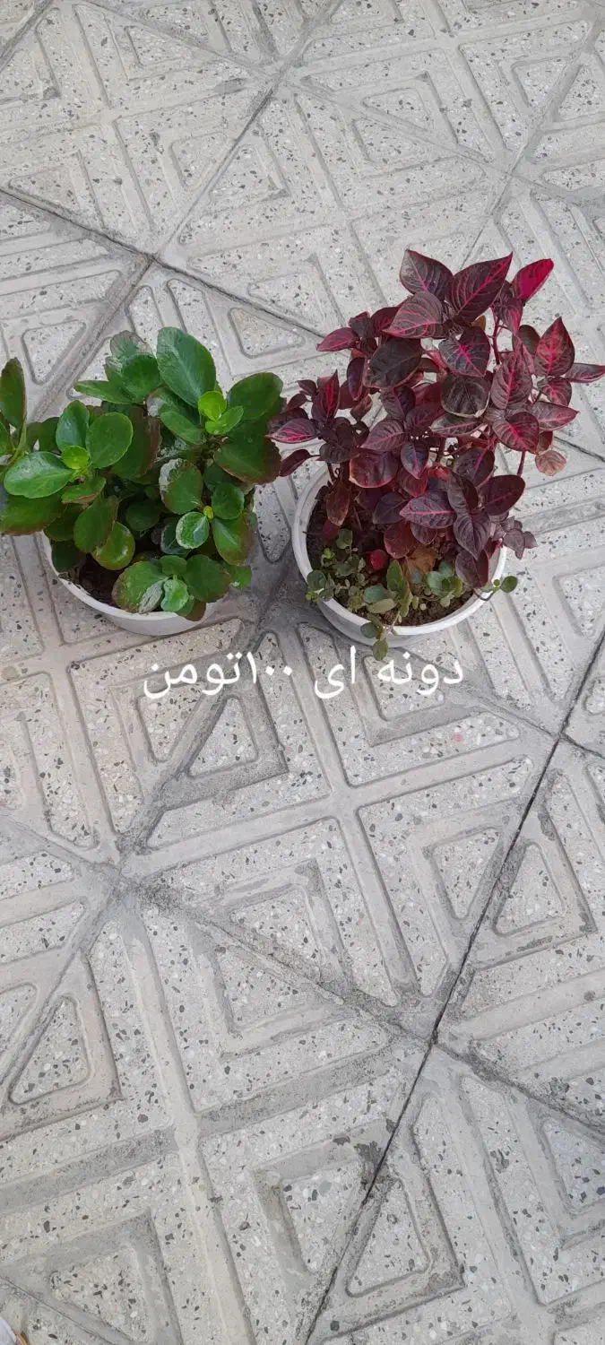 گل طبیعی|گل و گیاه طبیعی|خوی, |دیوار
