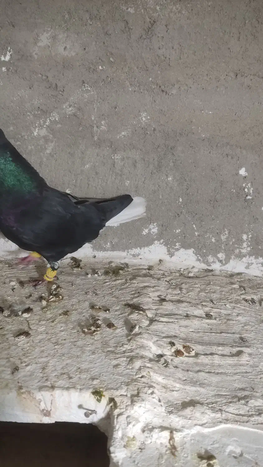 فروش چند جفت آلمان کیلومتری با تخم جوجه و پرشی|پرنده|نیشابور, میدون بار|دیوار