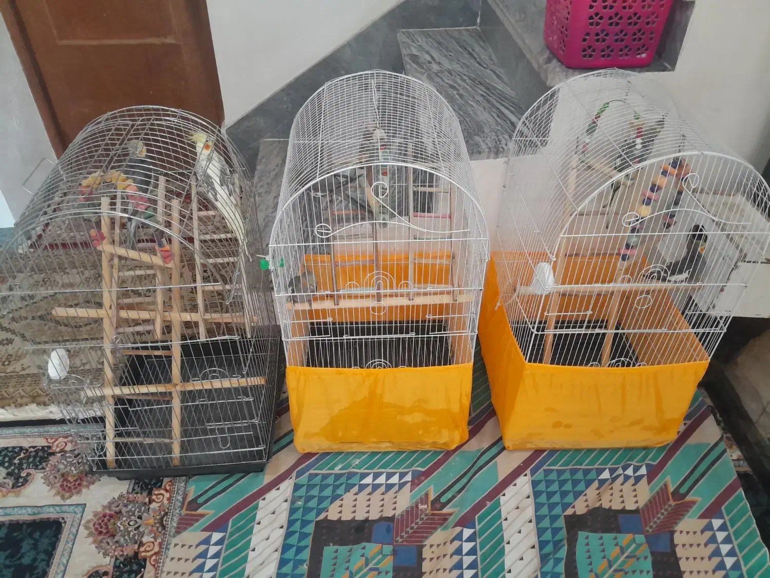 عروس هلندی|پرنده|رودسر, |دیوار