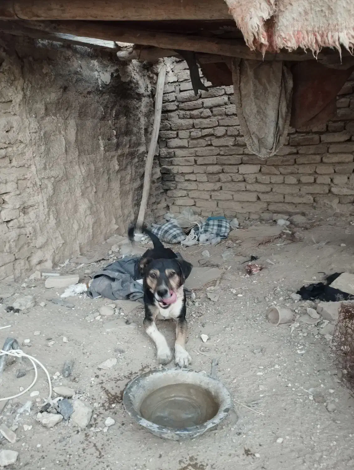 سگ باهوش|سگ|کبودرآهنگ, |دیوار