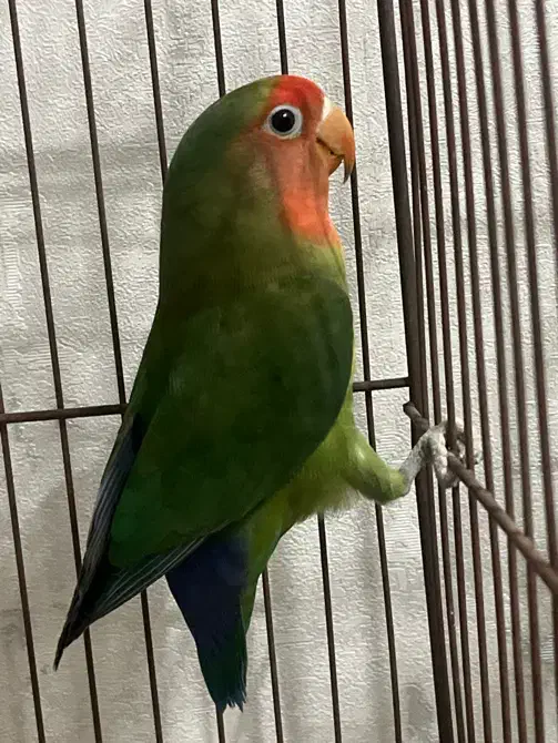 طوطی برزیلی|پرنده|محمدشهر, همایون ویلا|دیوار