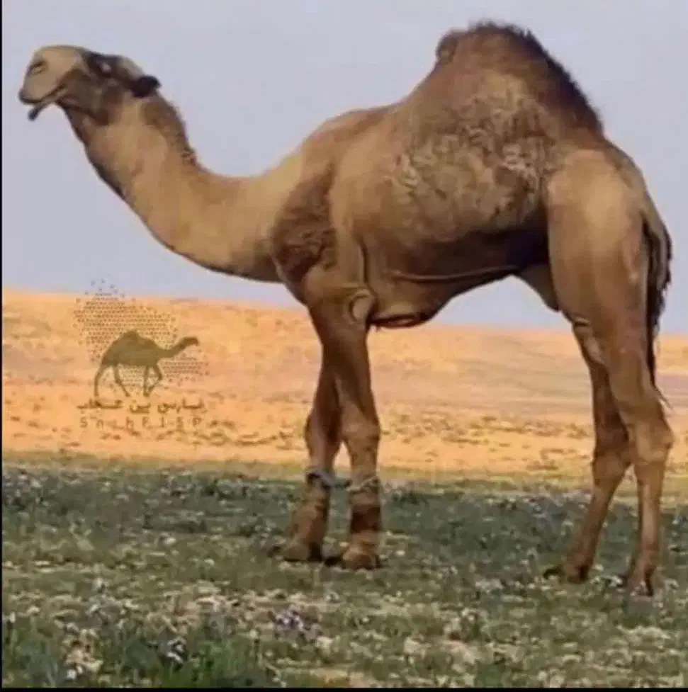 شتر وزن سنگین|حیوانات مزرعه|شاهرود, |دیوار