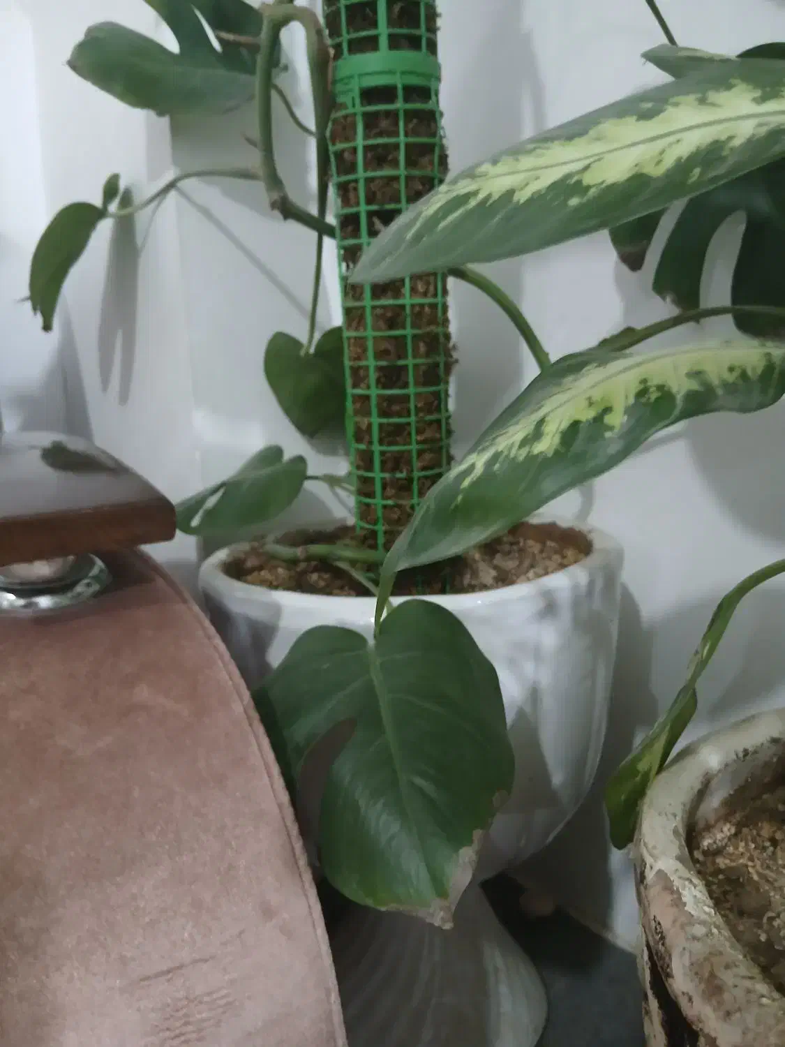 ۶ تا گل و گلدان همه با هم ۸۵۰ تومن|گل و گیاه طبیعی|یزد, |دیوار