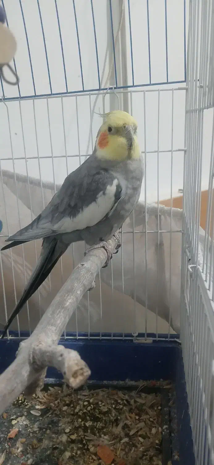 عروس هلندی|پرنده|تاکستان, |دیوار