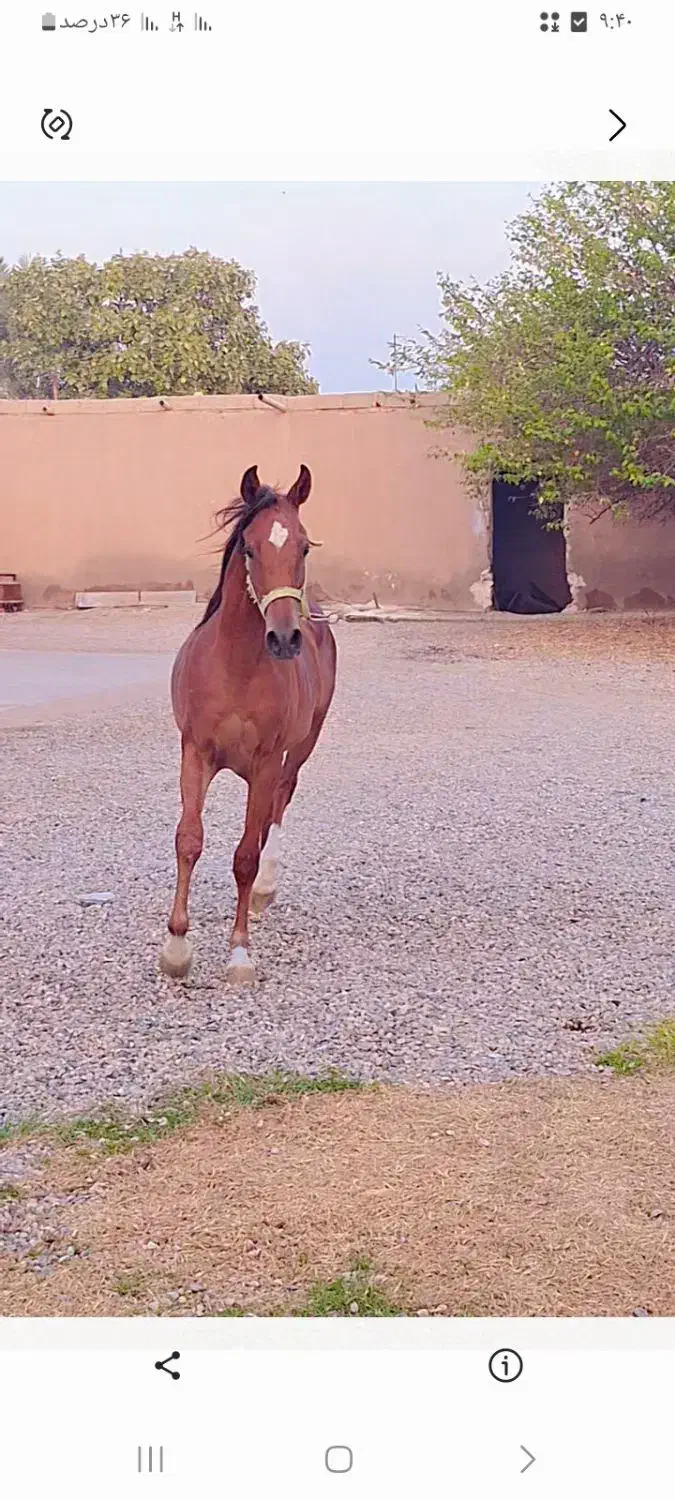 شوشتر|اسب و تجهیزات اسبسواری|شوشتر, |دیوار