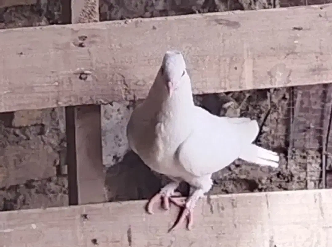 کبوتر|پرنده|تفت, |دیوار