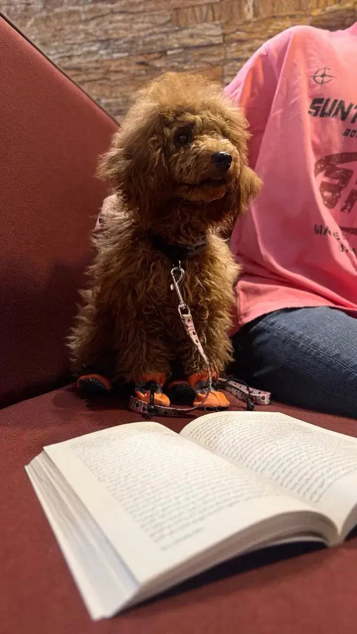 پودل عروسکی ( توی ) دارک رد نژاد اصیل|سگ|یزد, |دیوار